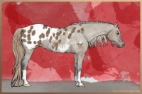 Horse Color:Liver Red Dun Appaloosa