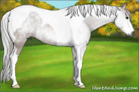 Horse Color:Gray Bay Tobiano Rabicano 