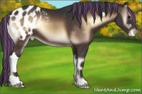 Horse Color:Painted Bay Onyx Appaloosa