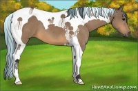 Horse Color:Painted Buckskin Tobiano