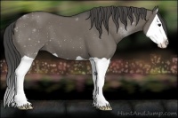 Horse Color:Smoky Grullo Splash