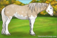 Horse Color:Palomino Splash 