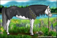 Horse Color:Black Splash