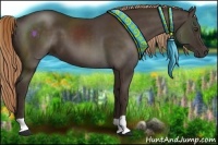 Horse Color:Liver Chestnut