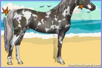 Horse Color:White Spotted Silver Black