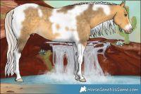 Horse Color:Silver Buckskin Dun Tobiano Frame Rabicano 