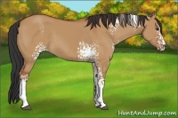 Horse Color:White Spotted Bay Dun