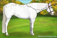 Horse Color:Buckskin Roan Sabino Splash Frame Appaloosa