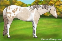 Horse Color:White Spotted Buckskin Dun Tobiano Blanket Rabicano