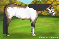 Horse Color:Bay Dun Frame 
