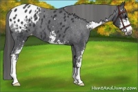 Horse Color:Black Sabino Appaloosa 