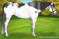 Horse Color:White Spotted Black Splash Frame