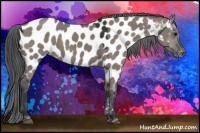Horse Color:Grullo Appaloosa 