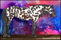 Horse Color:Bay Sabino Appaloosa