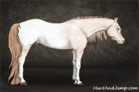 Horse Color:Buckskin Pearl Tobiano Appaloosa