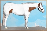 Horse Color:Red Roan Splash Tobiano 