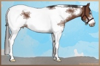 Horse Color:White Spotted Bay Tobiano Frame Appaloosa