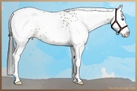 Horse Color:White Spotted Brown Dun Splash 