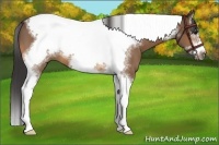 Horse Color:Buckskin Sabino Splash Tobiano Frame 