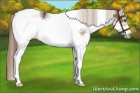 Horse Color:White Spotted Liver Chestnut Frame 