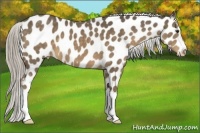 Horse Color:Chocolate Palomino Appaloosa 
