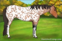 Horse Color:Bay Roan Near Leopard 