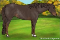 Horse Color:Liver Chestnut Rabicano 