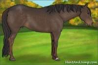 Horse Color:Liver Chestnut 