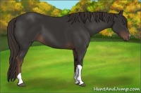 Horse Color:Liver Chestnut 