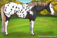 Horse Color:Liver Chestnut Splash Appaloosa 