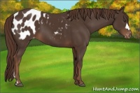 Horse Color:Liver Chestnut Blanket 