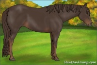 Horse Color:Liver Chestnut 
