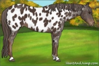 Horse Color:Liver Chestnut Appaloosa