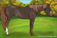 Horse Color:Liver Chestnut Rabicano 