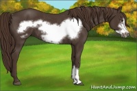 Horse Color:Liver Chestnut Frame Rabicano 