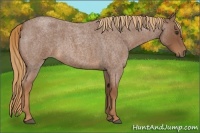 Horse Color:Red Roan 