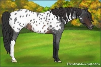 Horse Color:Brown Roan Appaloosa 