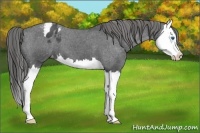 Horse Color:Blue Roan Splash Appaloosa 
