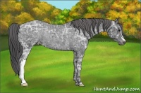 Horse Color:Black Ice Appaloosa Rabicano