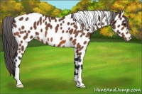Horse Color:Bay Roan Appaloosa 