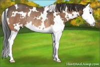 Horse Color:White Spotted Buckskin Splash Rabicano 