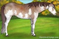 Horse Color:Chocolate Brown Splash