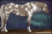 Horse Color:White Spotted Silver Grullo