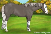 Horse Color:Silver Black Splash 
