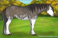 Horse Color:Liver Red Dun Splash and Grullo Splash