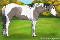 Horse Color:Grullo Splash Tobiano 