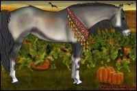 Horse Color:Blue Onyx 