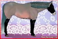 Horse Color:Watercolor Bay Splash 