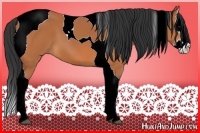 Horse Color:Bay Splash Tobiano 