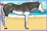 Horse Color:Silver Black Splash